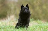 SCHIPPERKE 830